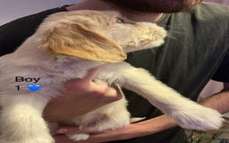 Mixed Breed dogs for sale: Beautiful chunky golden retriever x cockapoos  - Image 4