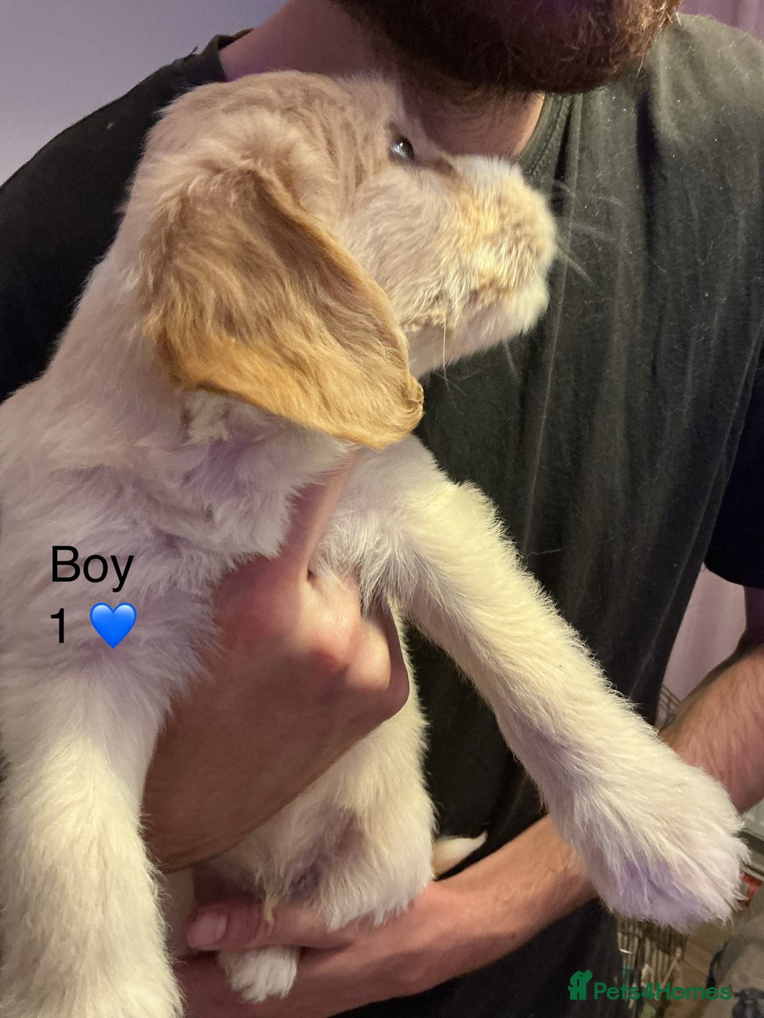 Mixed Breed dogs for sale: Beautiful chunky golden retriever x cockapoos  - Image 4