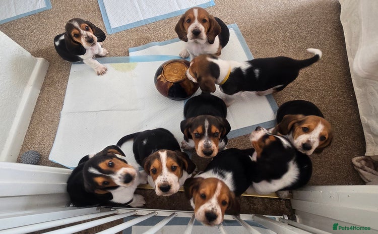 Basset Hound dogs - Advert 1
