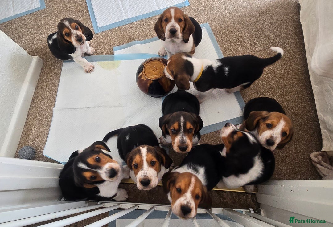 Basset Hound dogs for sale: Beautiful Basset Hound puppies for sale  - Image 1