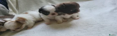 Chihuahua 2