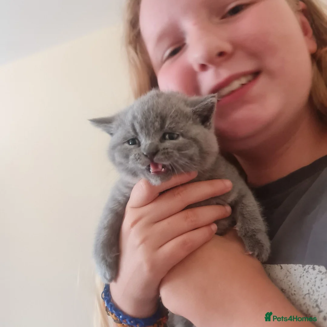 British Shorthair cats for sale: 3 male baby cat british shorthair - Advert 40