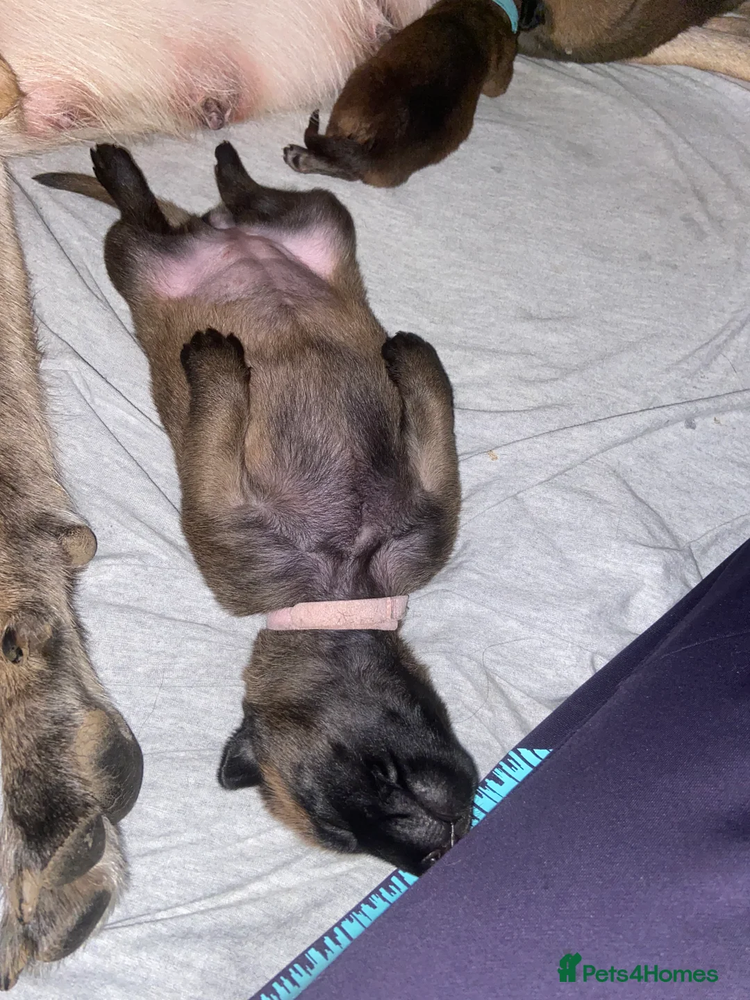 Belgian Shepherd Dog dogs for sale: Belgian malinois pups  - Advert 36