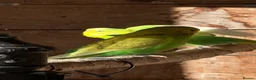 Budgerigars birds for sale: Mixed sex Budgies for sale - Advert 3