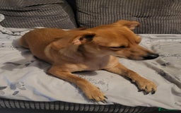 Mixed Breed dogs for sale: Fox terrier x chug puppies - Image 13