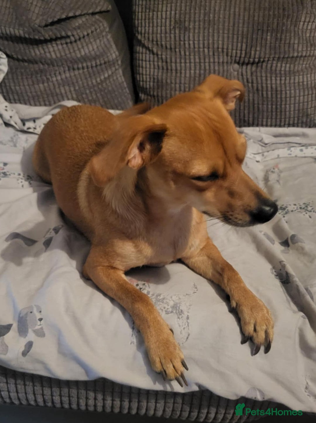 Mixed Breed dogs for sale: Fox terrier x chug puppies - Image 13