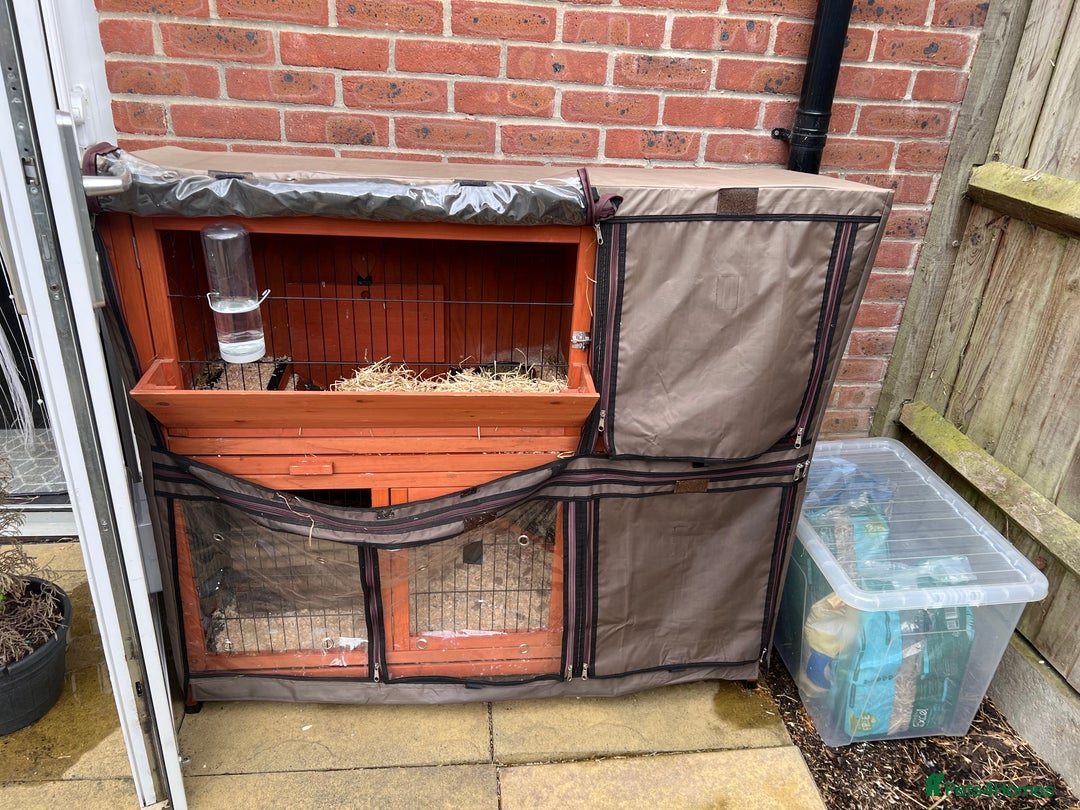 Guinea Pig rodents for sale: 2 female guinea pigs - Image 3