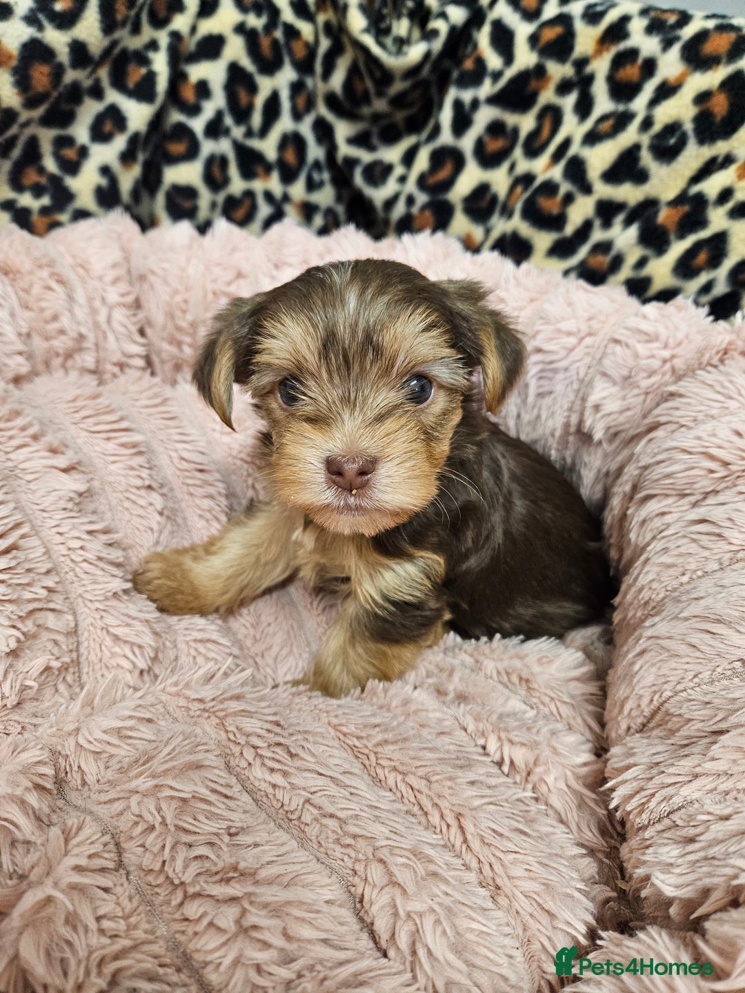 Yorkshire Terrier dogs for sale: 🤎 DNA tested parents 🤎 1 girl, 1 boy - Advert 8