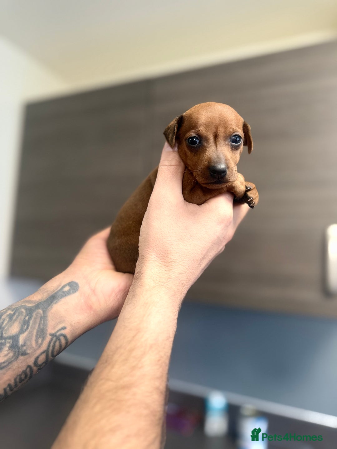 Miniature Pinscher dogs for sale: Pure 100% Miniature Pinscher-Licensed Breeder🐾❤️  - Advert 24