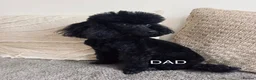 Toy Poodle dogs for sale: KC Toy Poodle puppies for sale in Nottingham - Advert 5