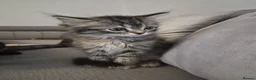 Siberian cats for sale: 7 hypoallergenic Siberian kittens  in London - Advert 14