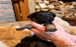 Border Terrier dogs for sale: KC Border Terrier Puppy’s  - Advert 4