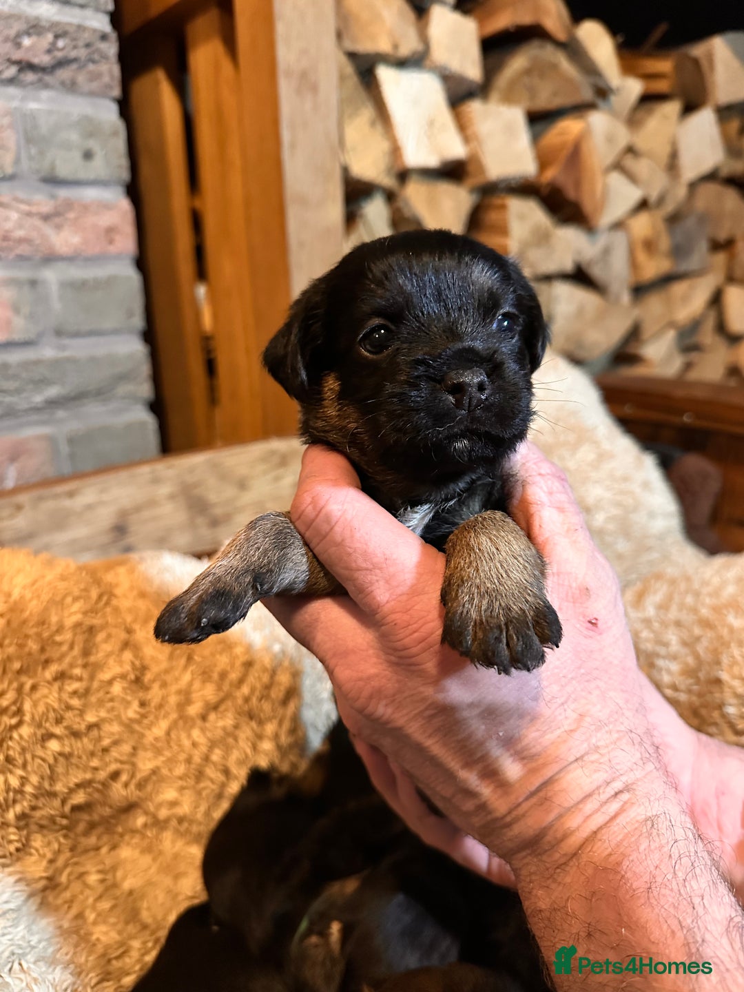 Border Terrier dogs for sale: KC Border Terrier Puppy’s  - Advert 4