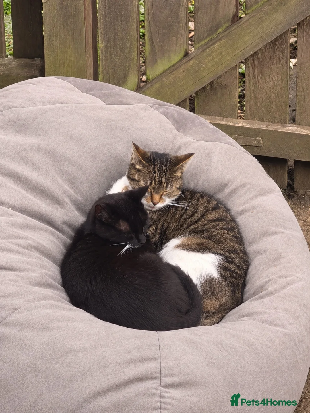 Mixed Breed cats for sale: 2 bonded neutered male young cats in Washington - Advert 1