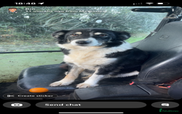 Mixed Breed dogs for sale: Puppies for sale  - Image 5