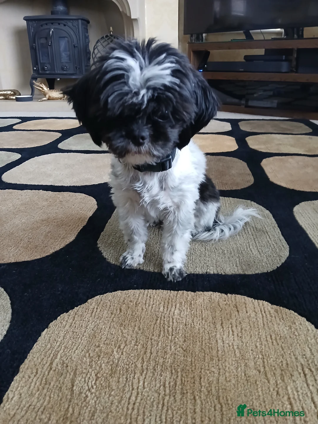 Shihpoo dogs for sale: Belle in Knutsford - Advert 3