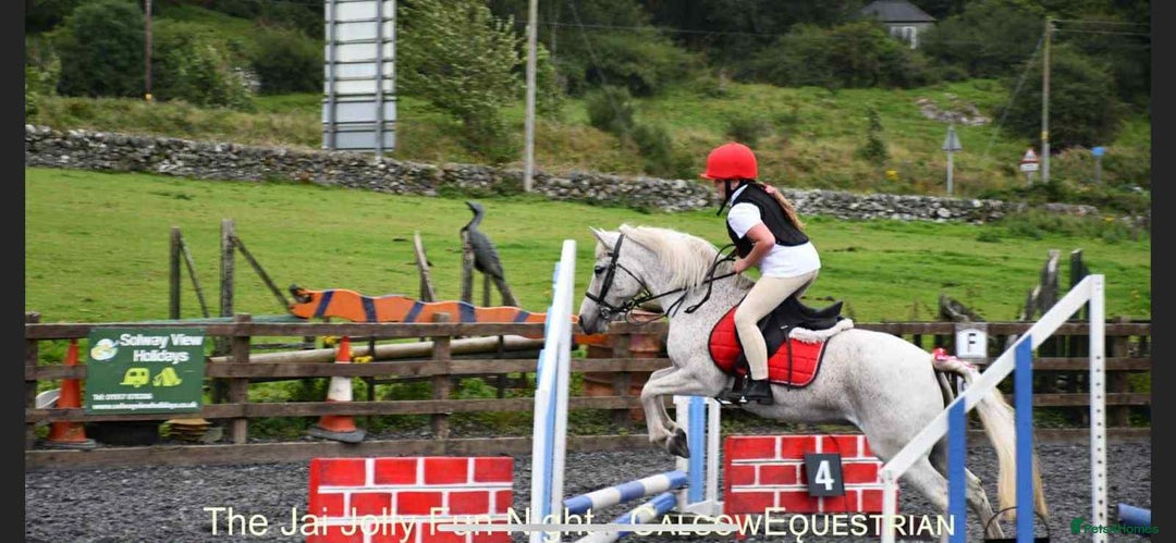 Connemara horses for sale: Abros 🫶🏻🥕 - Image 5