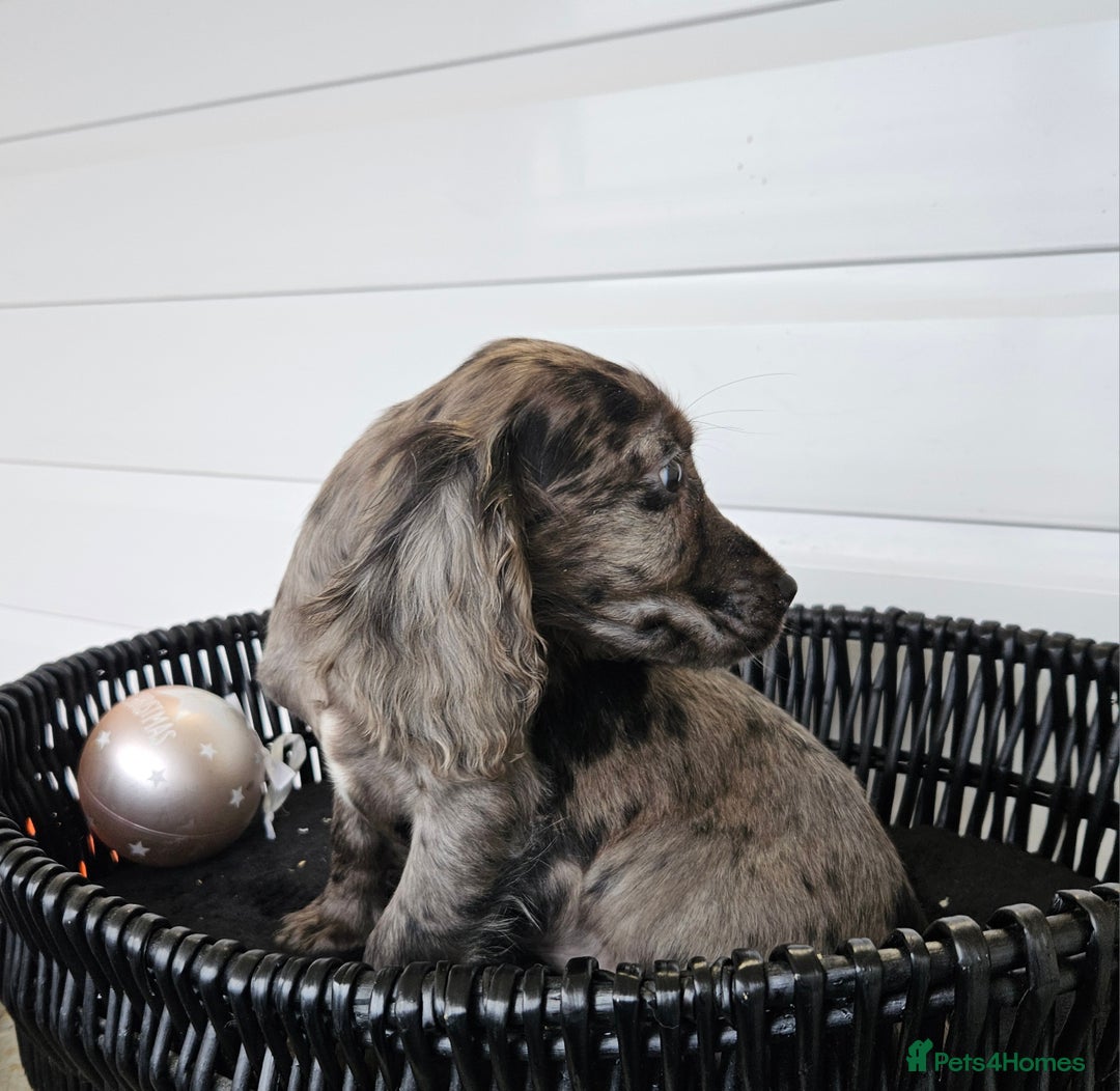 Cocker Spaniel dogs for sale: Working type rare marking cocker spaniels - Advert 7