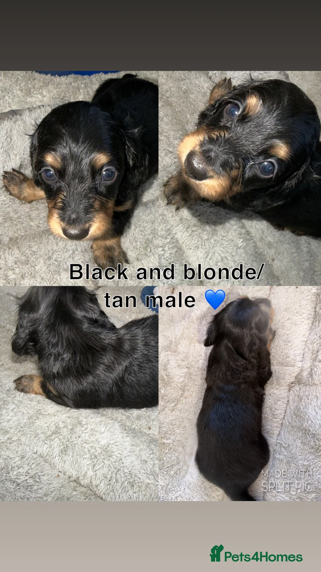 Dachshund dogs for sale: Long haired miniature dachshund  - Advert 5