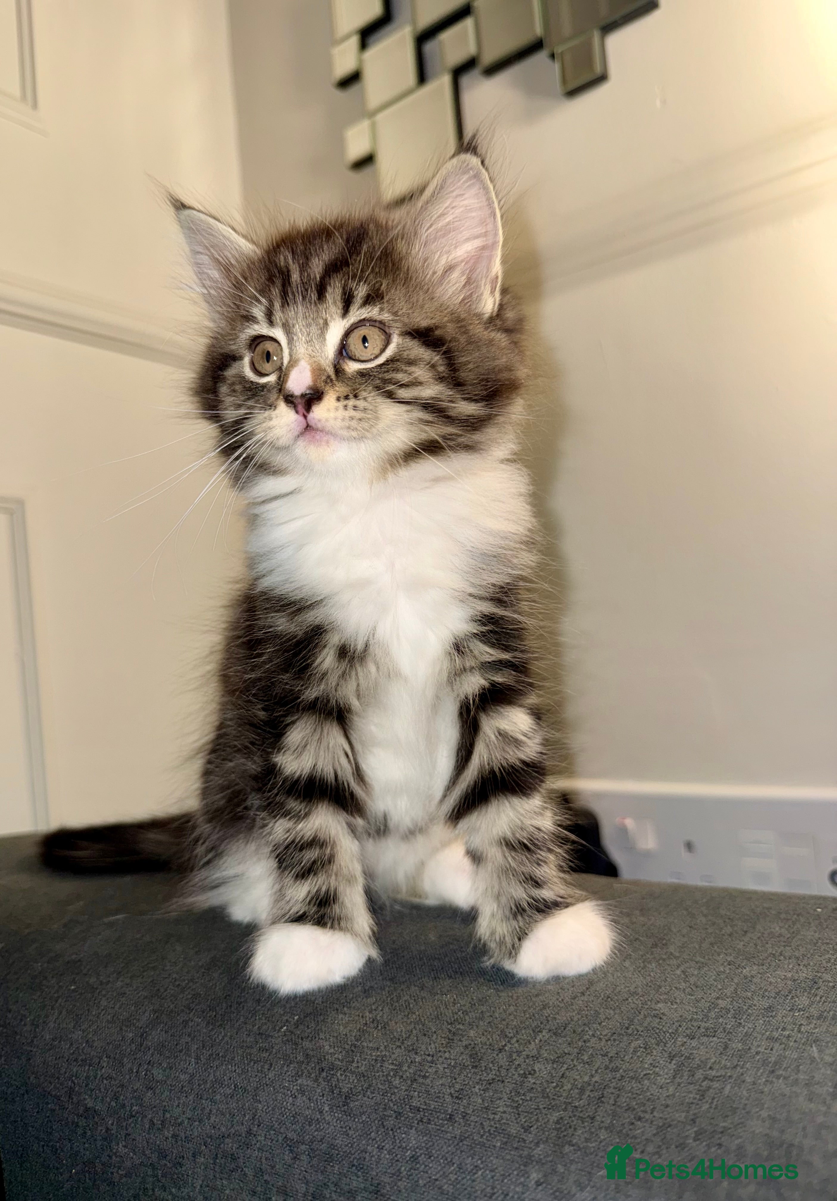 Mixed Breed cats Stunning Turkish Angora/ domesticShorthairKittens  - Advert 12