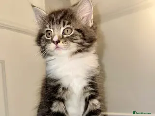 Mixed Breed cats Stunning Turkish Angora/ domesticShorthairKittens - Advert 12