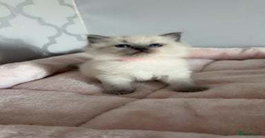 Ragdoll cats - Advert 7