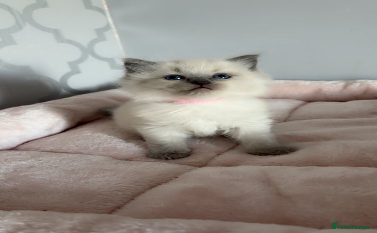 Ragdoll cats - Advert 12