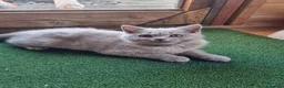 Scottish Fold cats for sale: Last Kittens – Don't Miss Out  - Advert 9