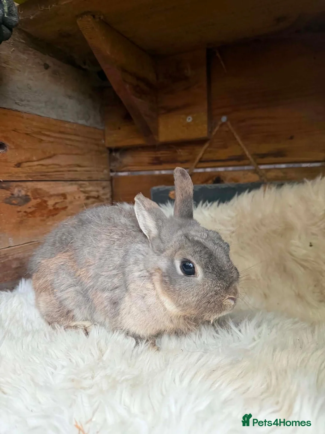 Lionhead rabbits for sale: Lionhead doe and netherland dwarf doe  - Advert 4