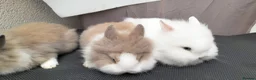 Lionhead rabbits for sale: Friendly Lionhead Baby Bunnies, Limited Available! - Advert 8