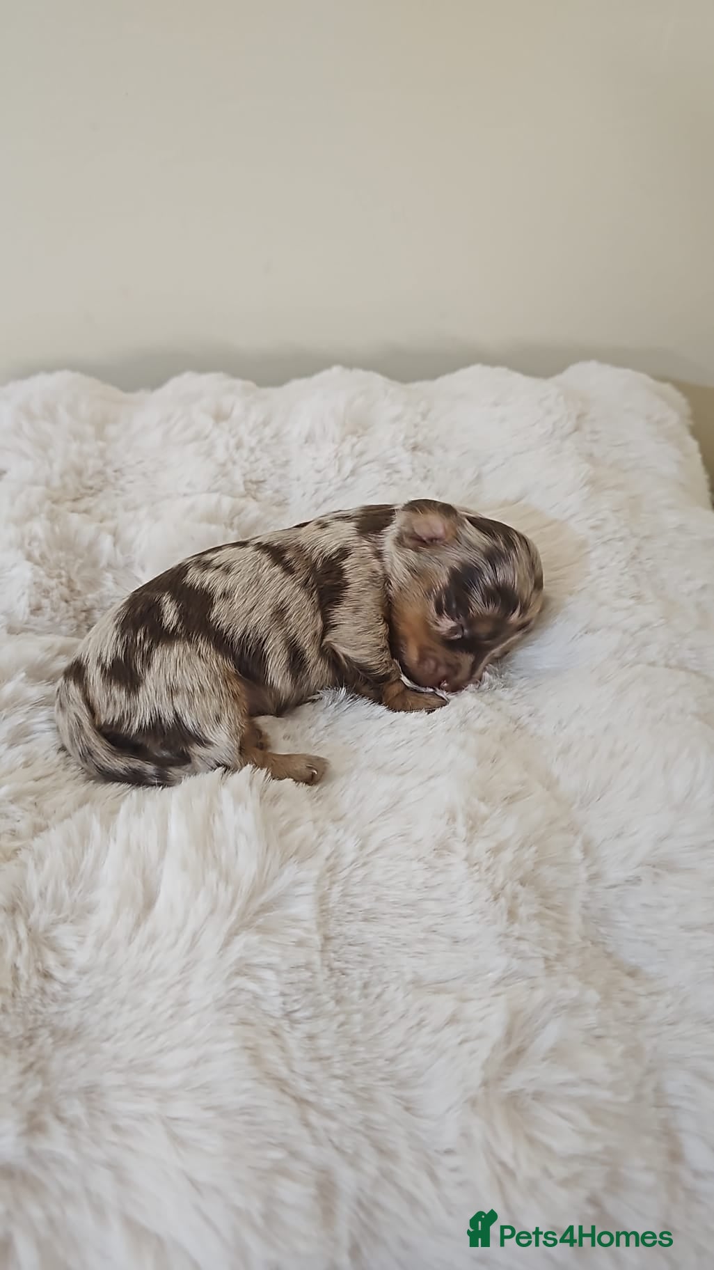 Miniature Dachshund dogs Miniature dachshund long haired - Advert 2