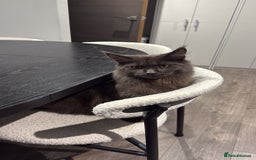 Maine Coon cats for sale: Maine Coon - Image 8