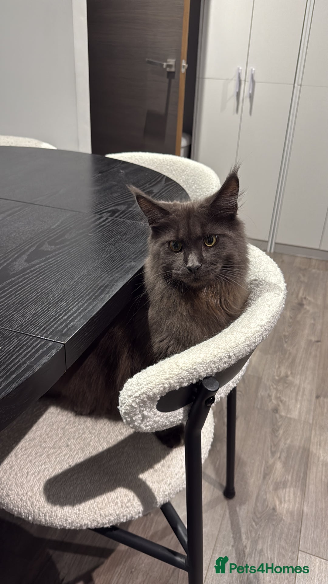 Maine Coon cats for sale: Maine Coon - Image 8