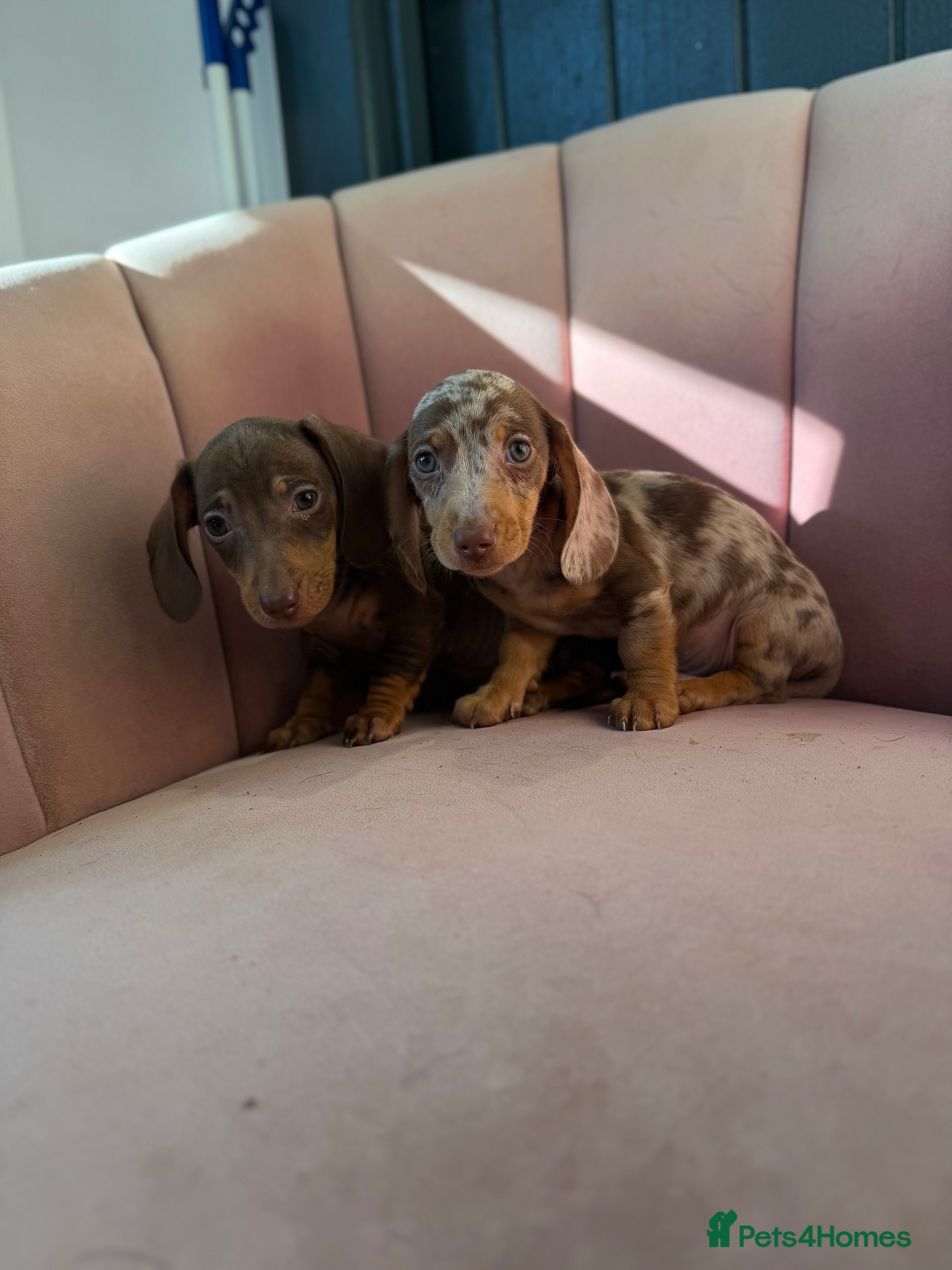 Miniature Dachshund dogs Beautiful Dachshund Male Puppies Ready now  - Advert 4
