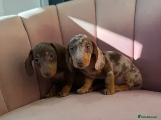 Miniature Dachshund dogs Beautiful Dachshund Male Puppies Ready now - Advert 4