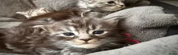 Maine Coon cats for sale: Beautiful registered babies - Advert 7