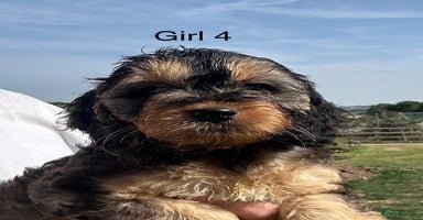 Cockapoo dogs - Advert 13