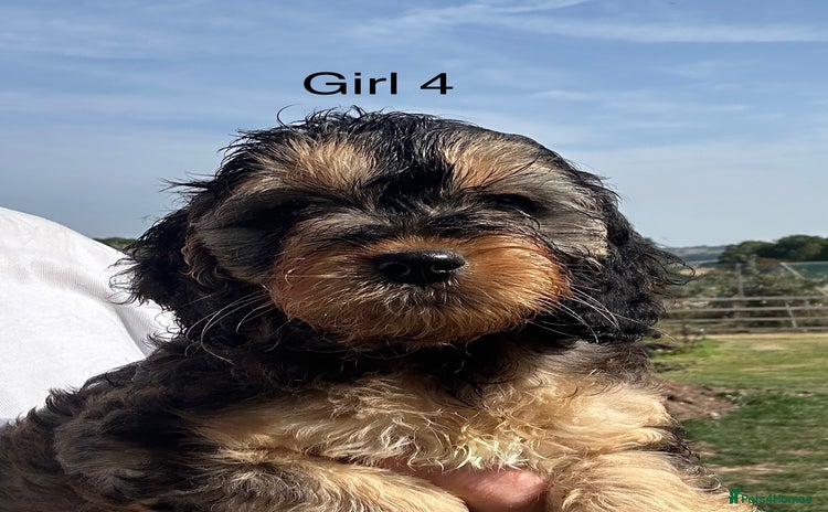 Cockapoo dogs - Advert 5