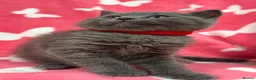 British Shorthair cats for sale:     British Shorthair Kittens – 3 Beautiful Girls - Advert 31