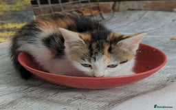 Mixed Breed cats for sale: Premium kittens for sale - Image 6