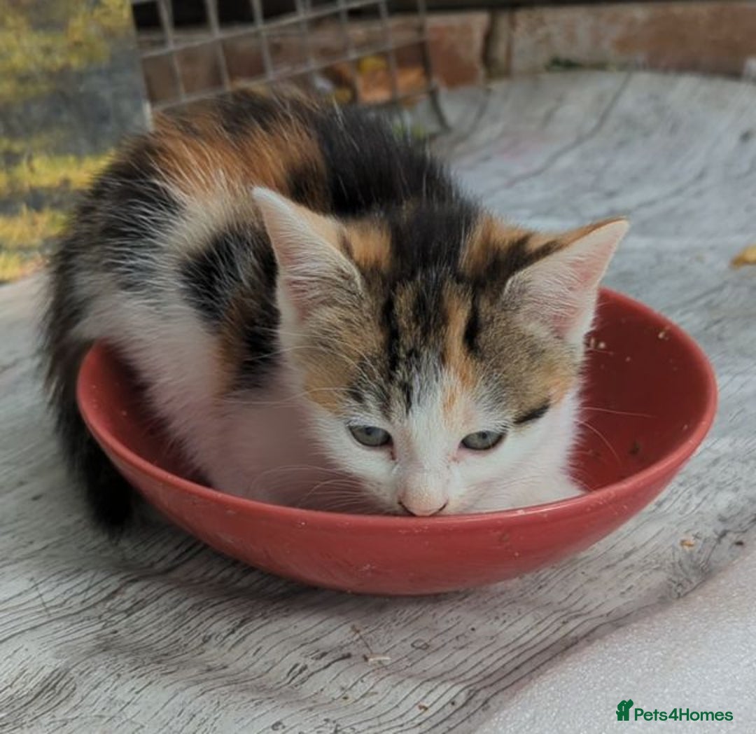 Mixed Breed cats for sale: Premium kittens for sale - Image 6