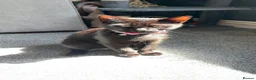 Mixed Breed cats for sale: Beautiful kittens and Mummy - Advert 12