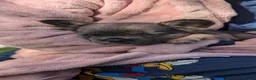 French Bulldog dogs for sale: Ready to leave now Visual Fluffy blue/lilac tri F - Advert 4