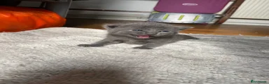 Mixed Breed Kitten 4
