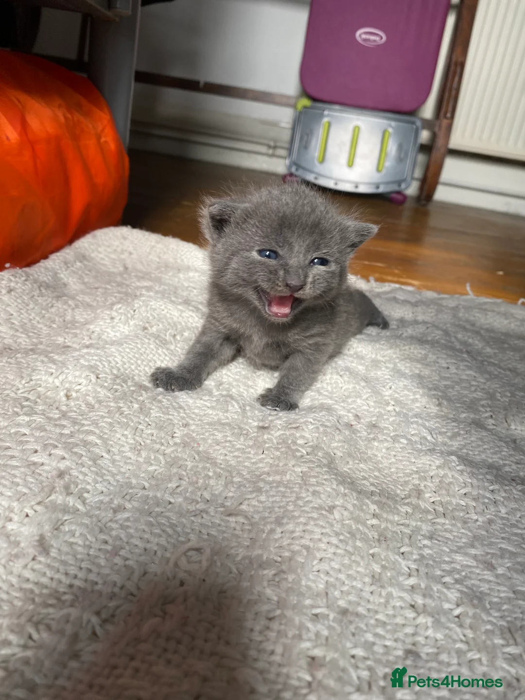 Mixed Breed cats for sale: Kittens for sale  in King's Lynn - Advert 2