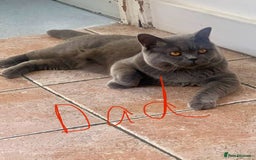 British Shorthair cats for sale: LAST 2 FEMALE kittens British shorthair kittens  in Maidstone - Image 16