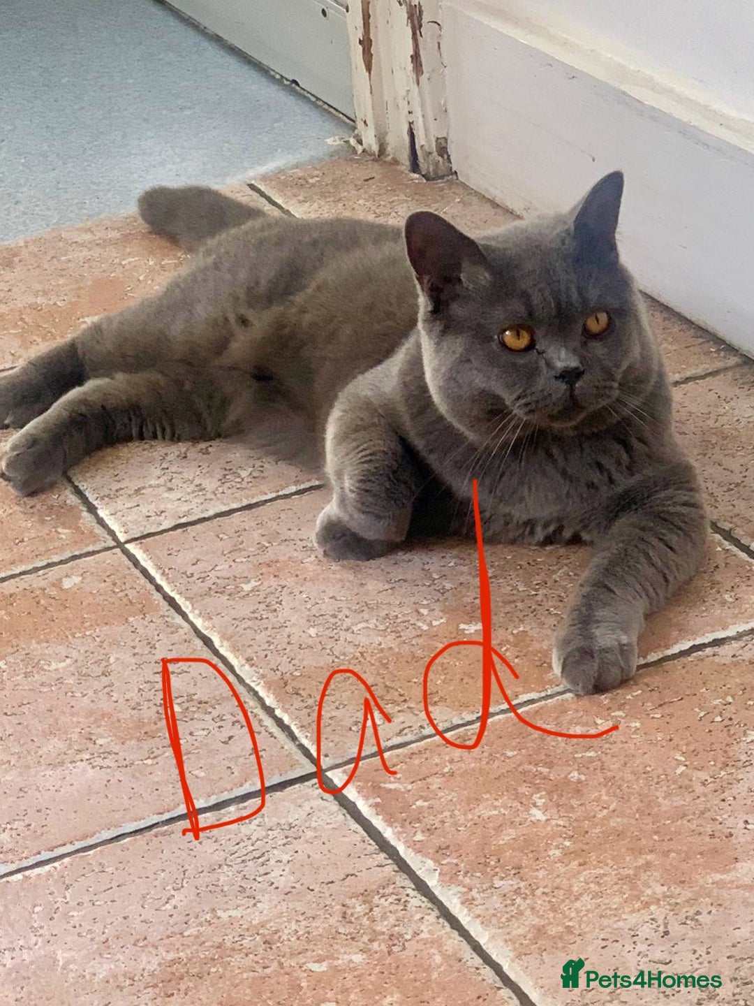 British Shorthair cats for sale: LAST 2 FEMALE kittens British shorthair kittens  in Maidstone - Image 16