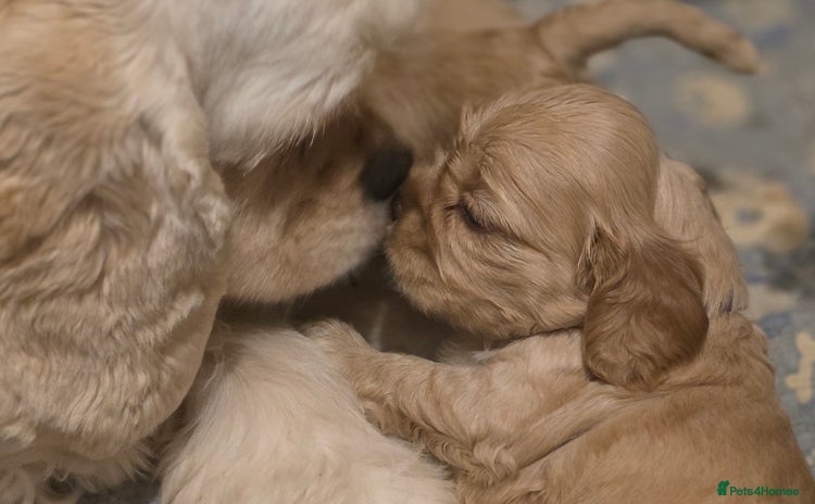 American Cocker Spaniel dogs - Advert 1