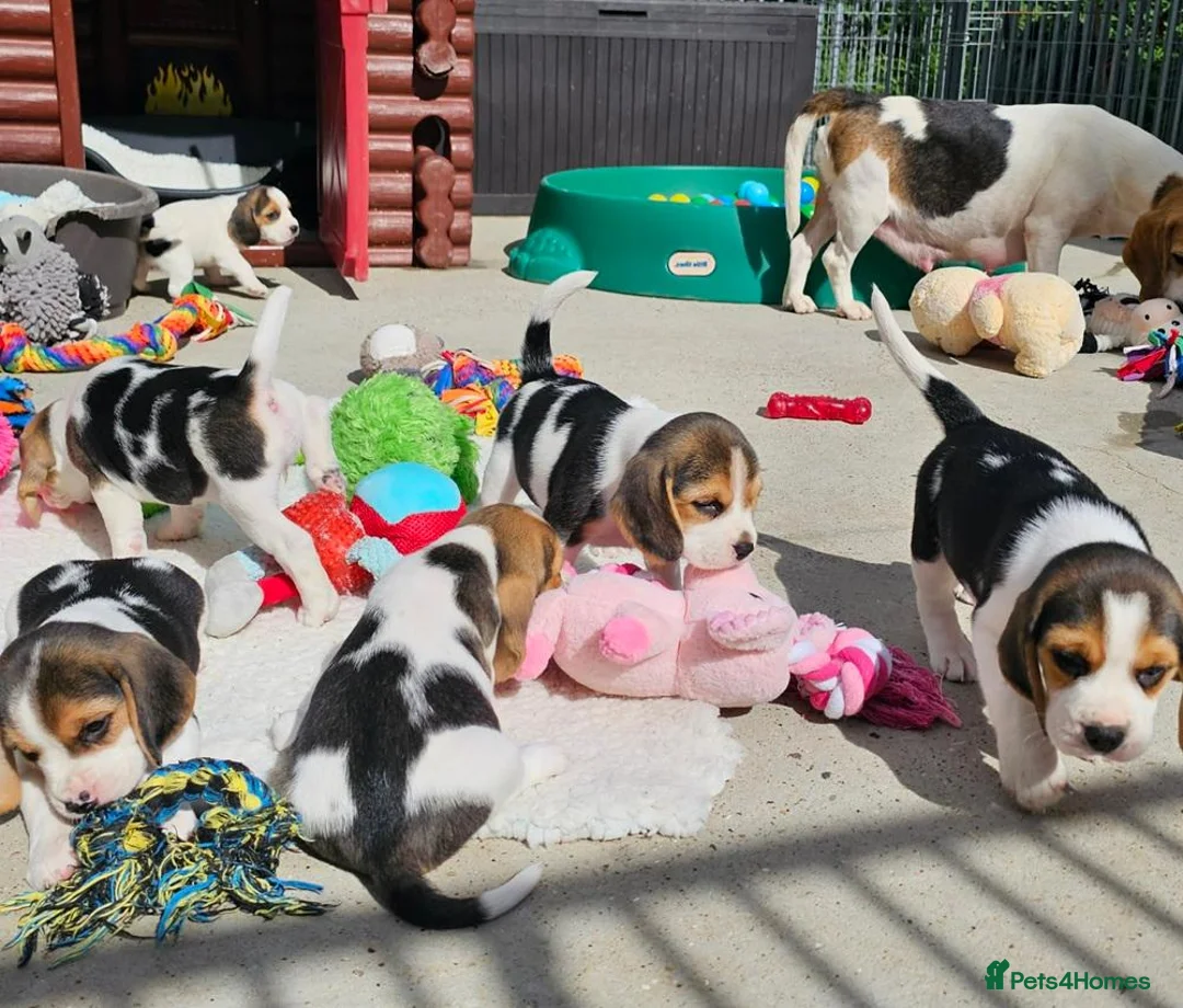 Beagle dogs for sale: Little Beagle Sweetheart, Big Personalities Litter - Advert 7