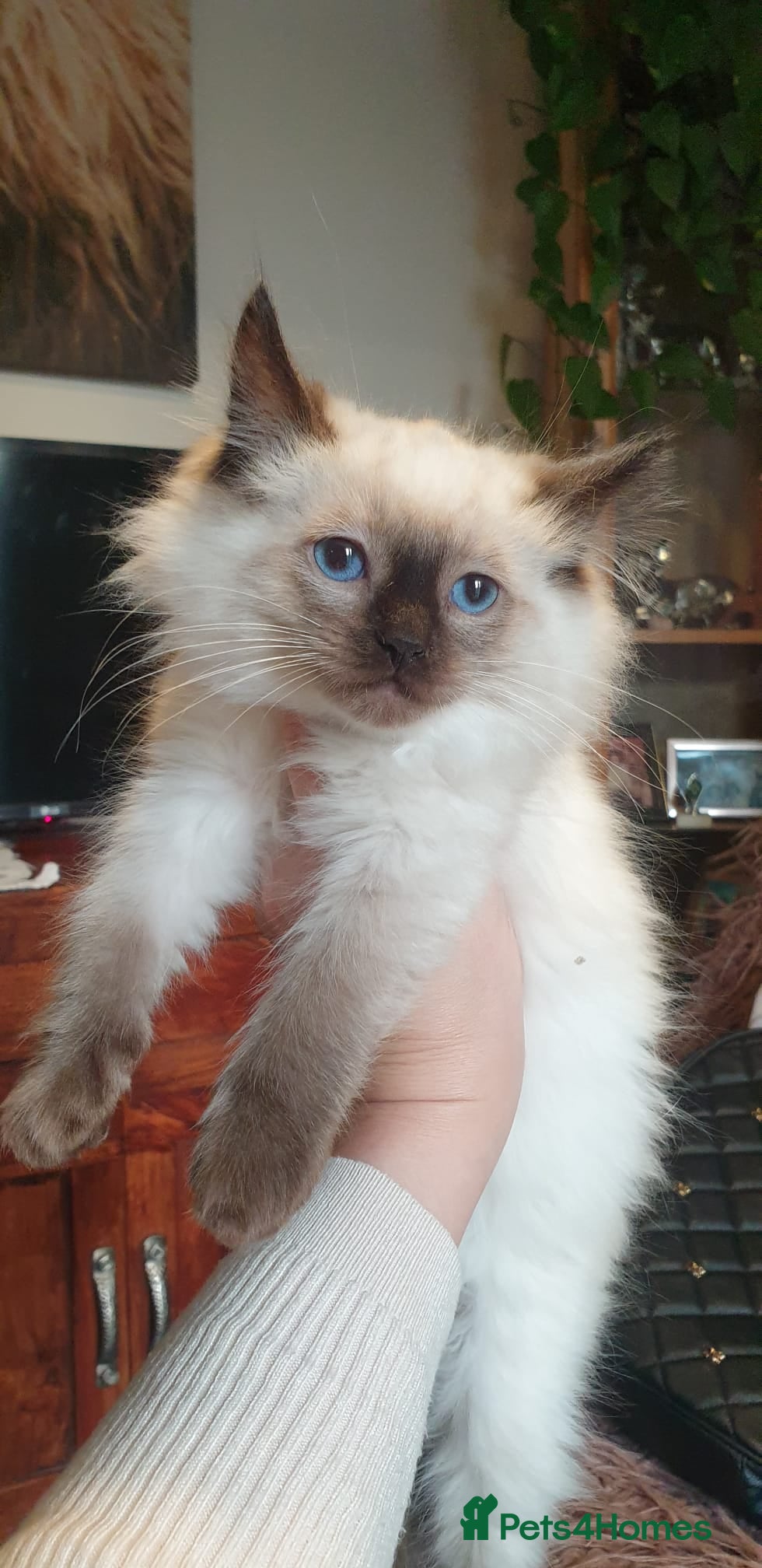 Ragdoll cats 💖Beautiful GCCF Registered Ragdoll Kittens. - Advert 2